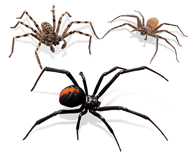 spiders