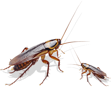 cockroaches