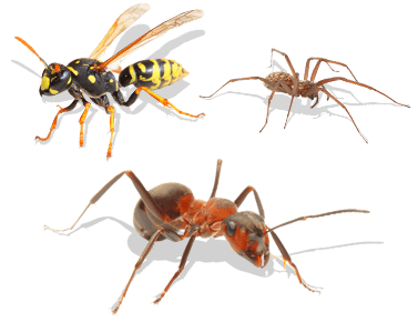 general pests