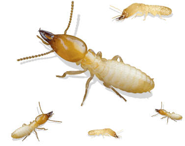 subterranean termites