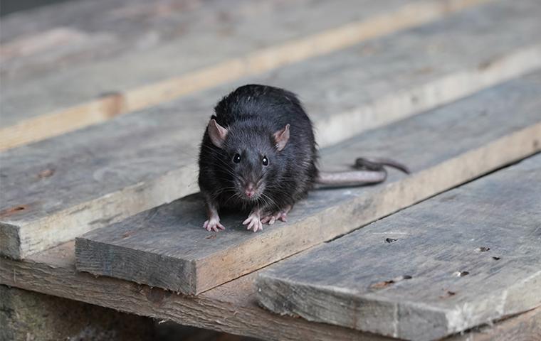 a roof rat on the boards of a porch on a dallas home