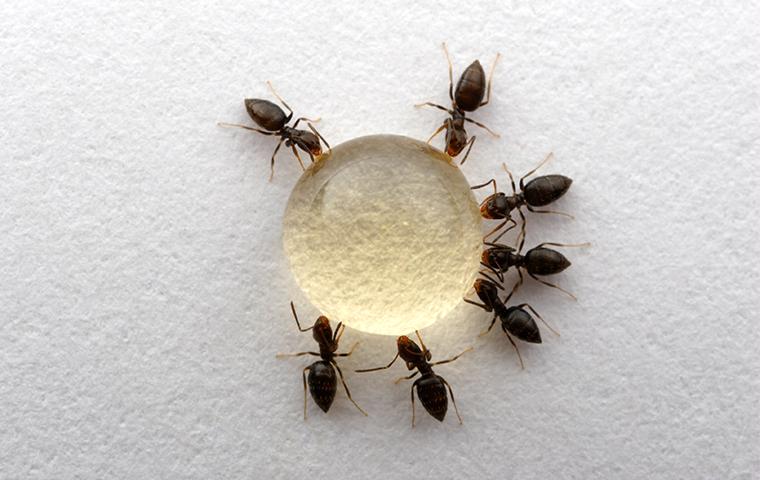 rover ants circled up around a drop of sugar water