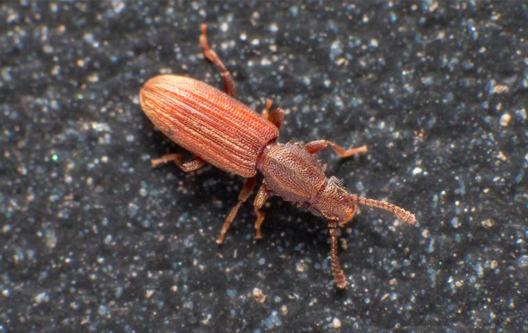 a saw toothed grain beetle in a house in texas