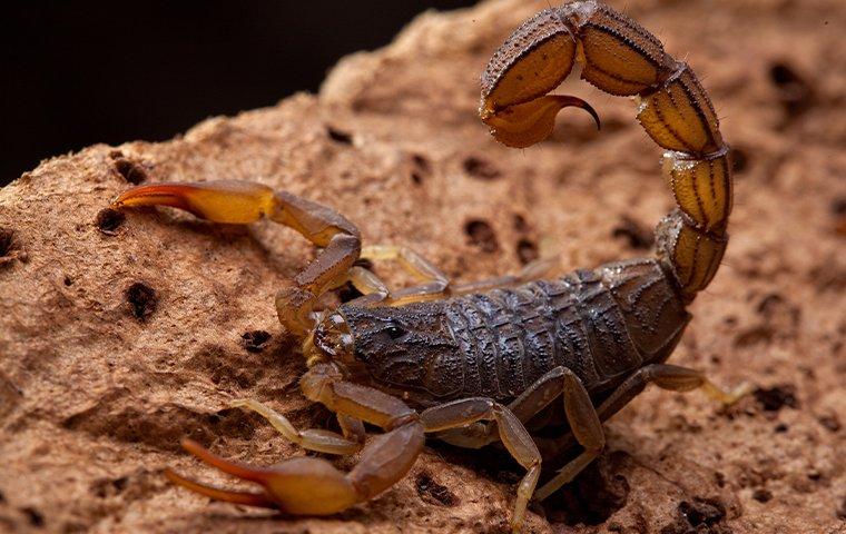a scorpion perched on a rock ready to sting