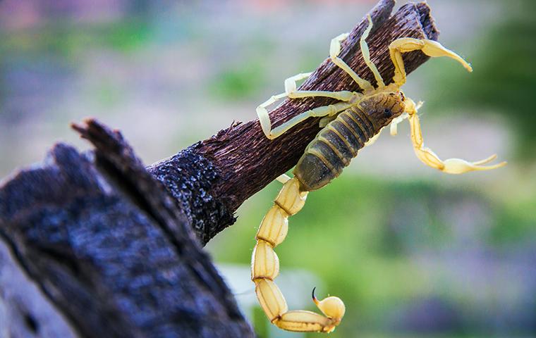 a scorpion hanging from a branch in texas