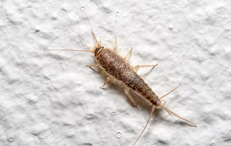 a silverfish in a dallas texas home