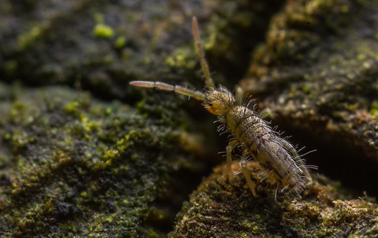 a springtail on a wet fence post in texas