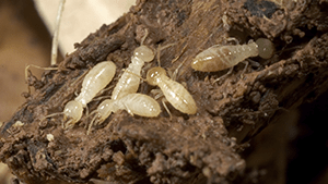 termites chewing on wood