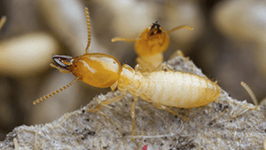 termites crawling on wood