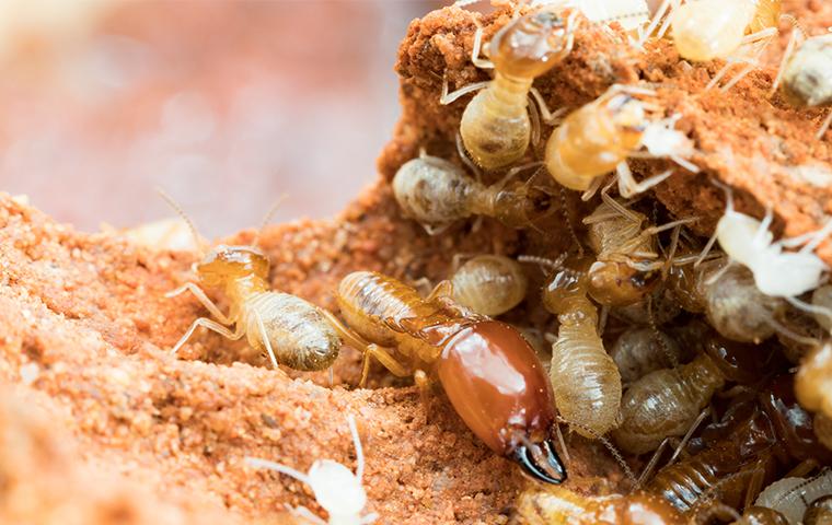 a large solder termite