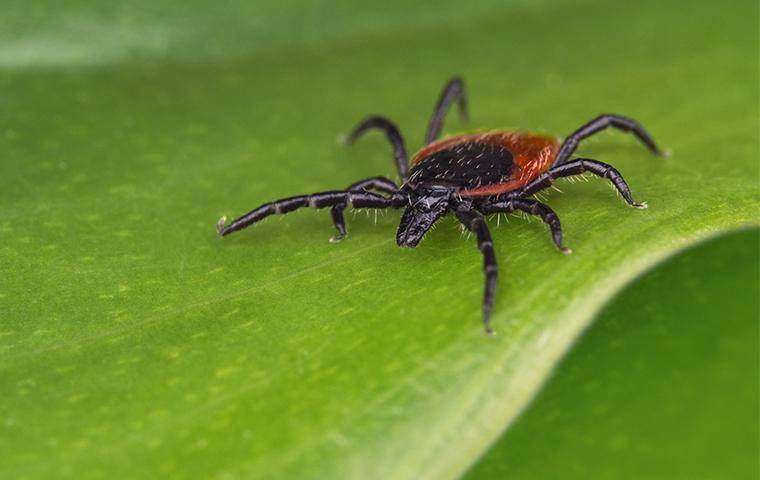 a deer tick crawling on a leaf in frisco texas