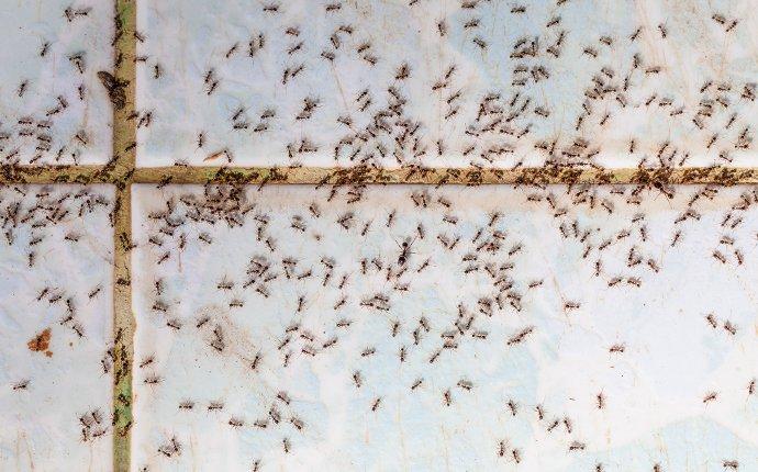 ant infestation on kitchen floor