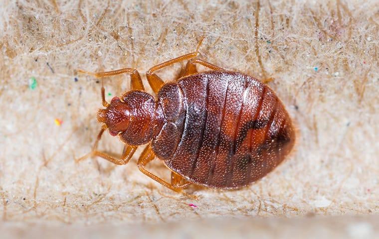 up close image of a bed bug on a mattress