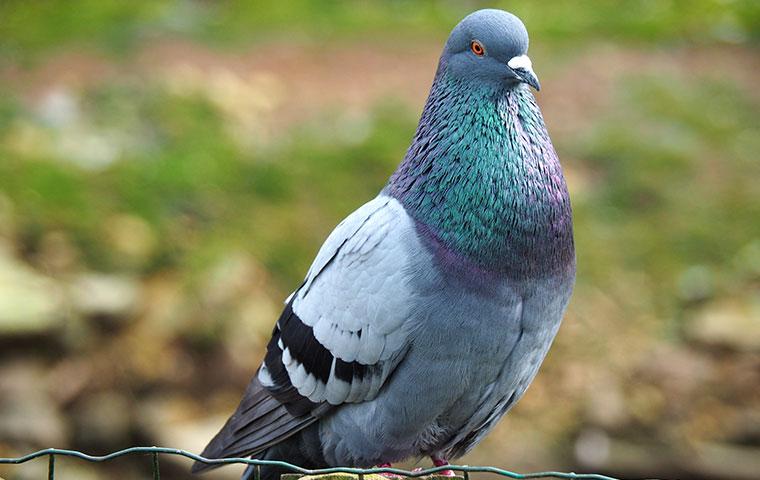 up close image of a large pigeon sitting on a bench in a yard