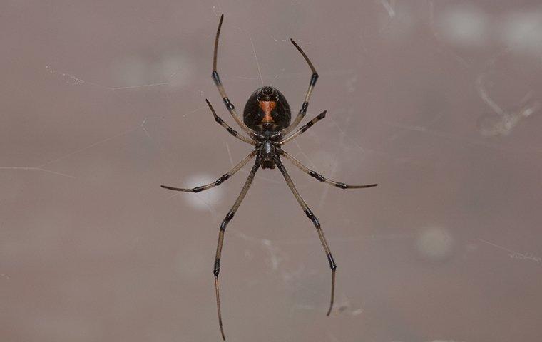 blog-are-spiders-in-my-salt-lake-city-home-dangerous