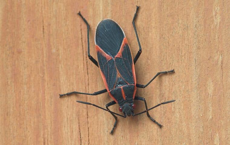 boxelder bug on wood wall
