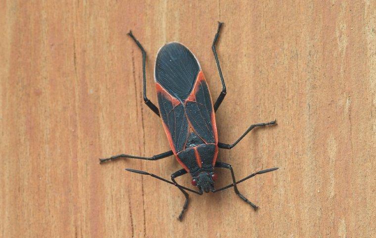 are box elder bugs poisonous to dogs if eaten