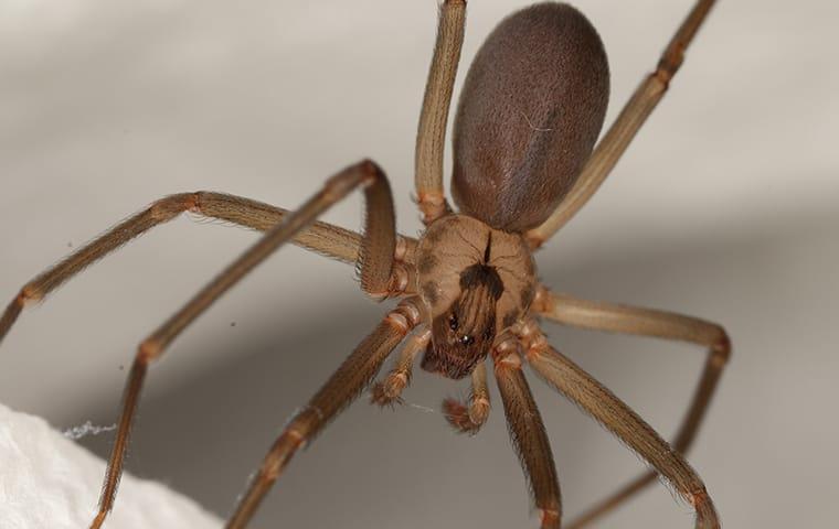 brown recluse spider hanging in its web