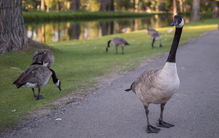 canadian geese feeding in public park