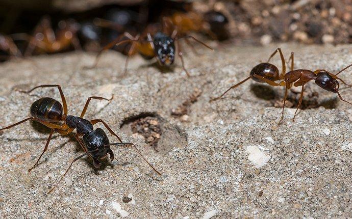 carpenter ants crawling outside a home