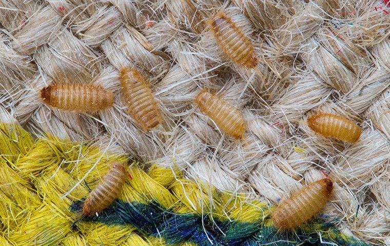 carpet beetle larvae