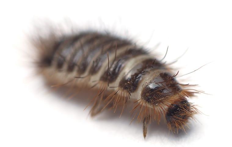 carpet beetle larvae crawling in a home
