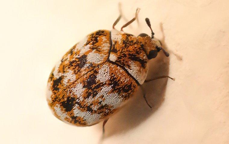 Carpet Beetles, Utah's most common pest