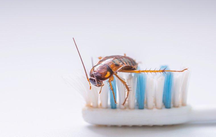 a cockroach on a tooth brush