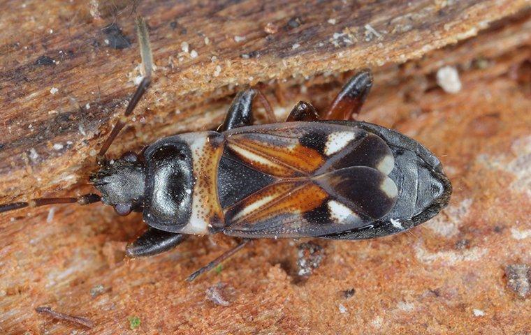 elm seed beetle on wood