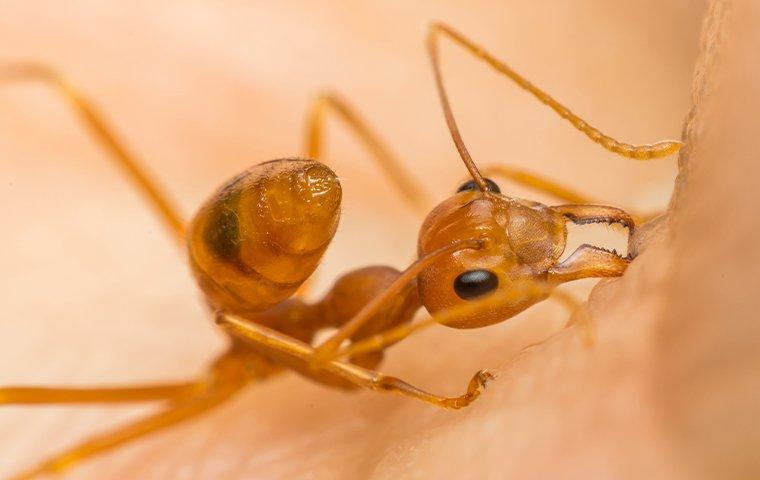 fire ant bites on feet