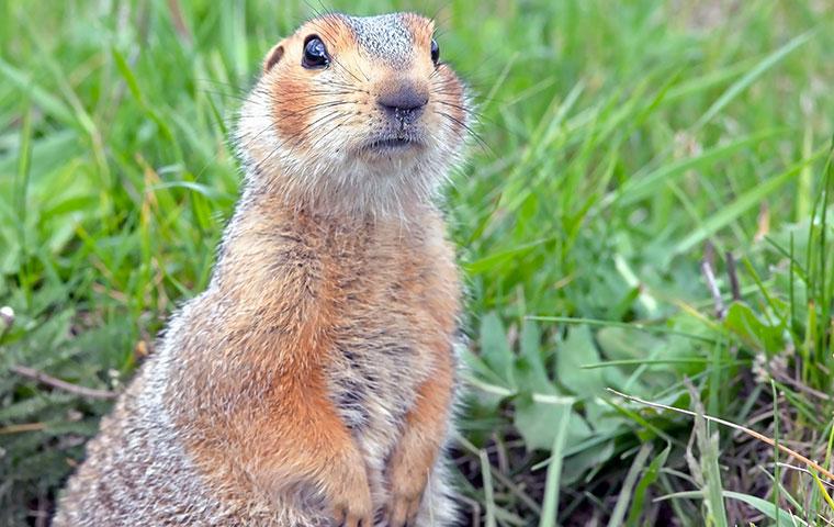 a gopher standing in a yard