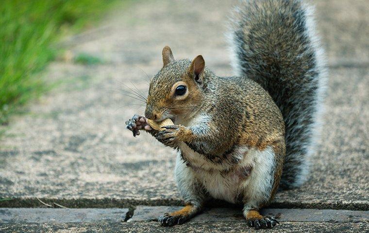 a gray squirrel eating on a walkway