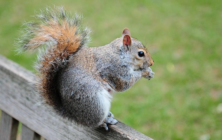a grey squirrel on a porch railing