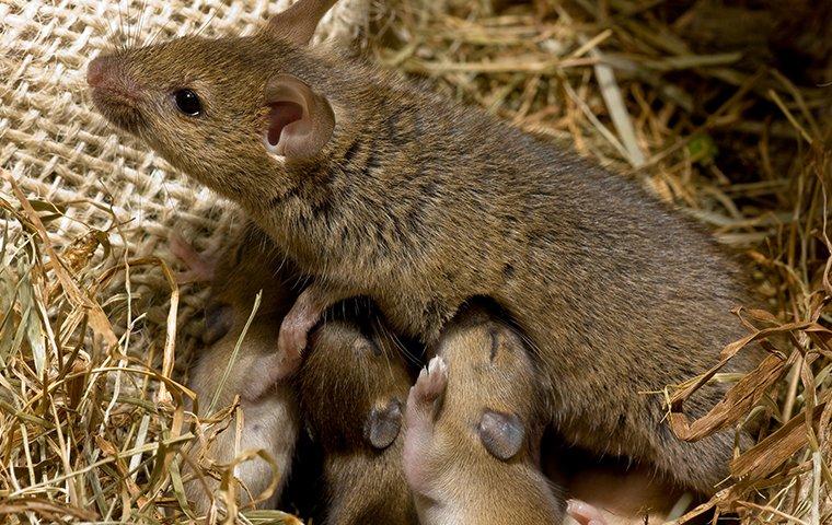 https://cdn.branchcms.com/v1qEZlndP2-1415/images/blogs/house-mouse-and-young-in-a-nest.jpg