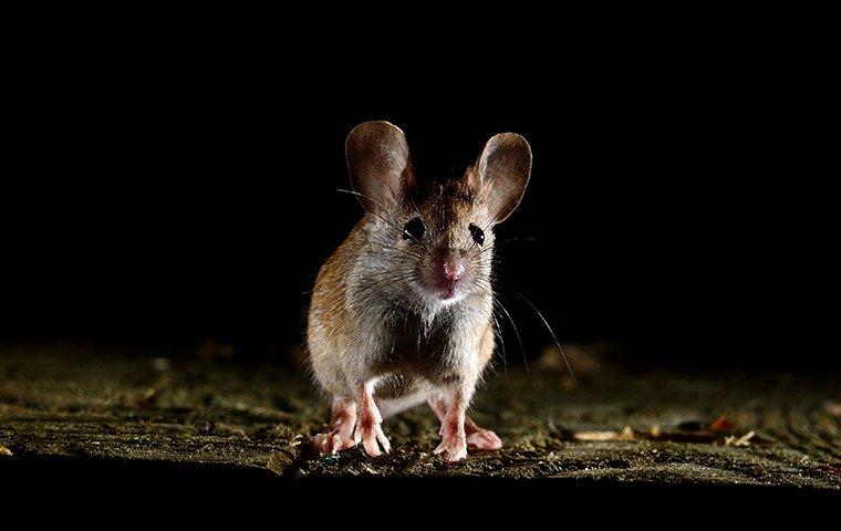 a house mouse inside a basement at night