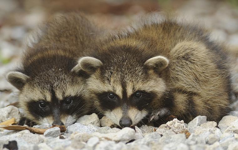 little raccoons on rocks