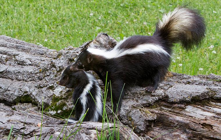 skunk and offspring