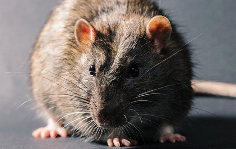 rat inside home
