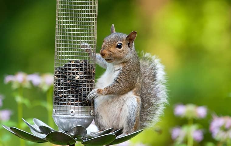 a squirrel on a bird feeder