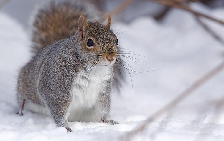 one squirrel in the snow