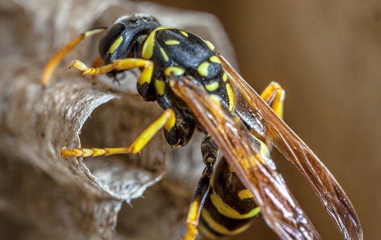 a paper wasp making a nest