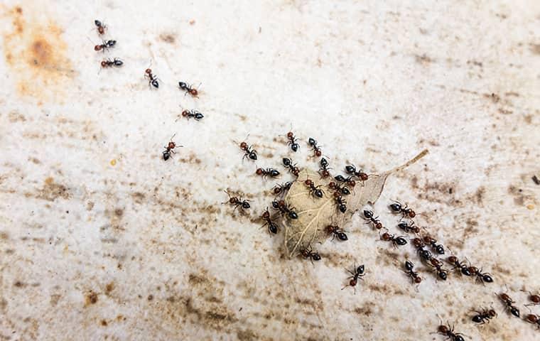 pavement ants crawling on a driveway