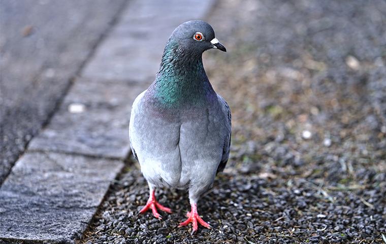 a pigeon walking on a curb