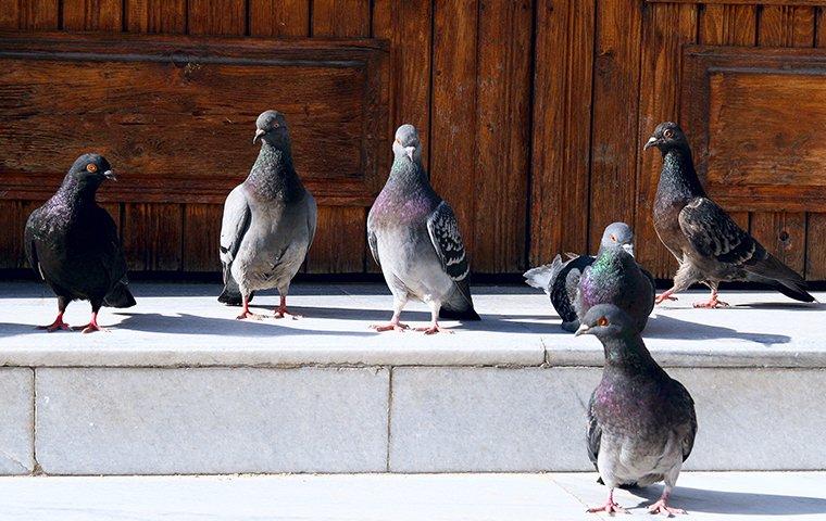 pigeons on front step of a house