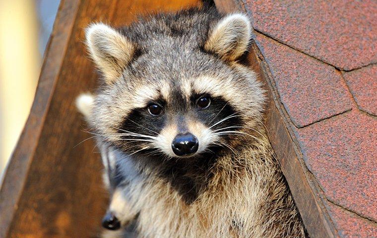 raccoon hiding in someone's home