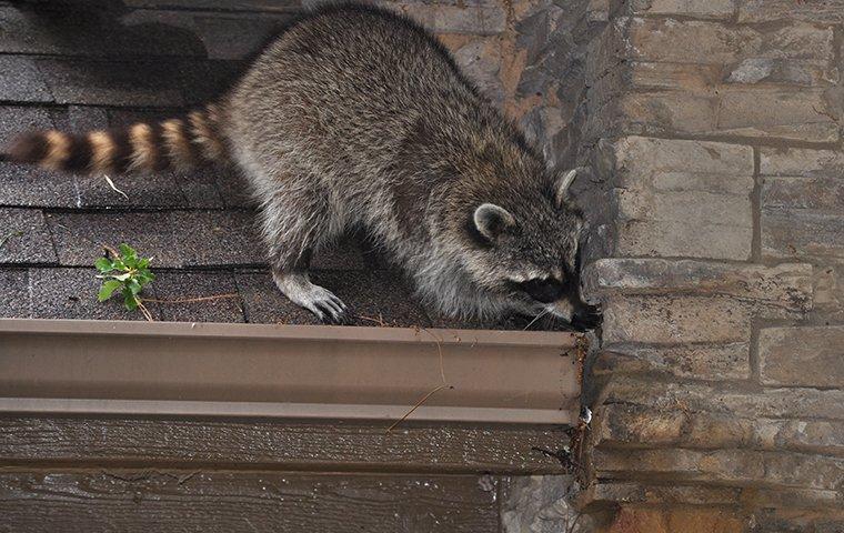 racoon trying to break into chimney