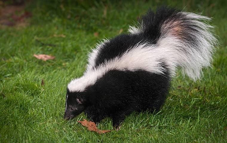 a skunk walking in through a grass yard