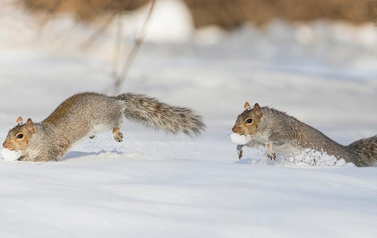 two squirrels running in snow