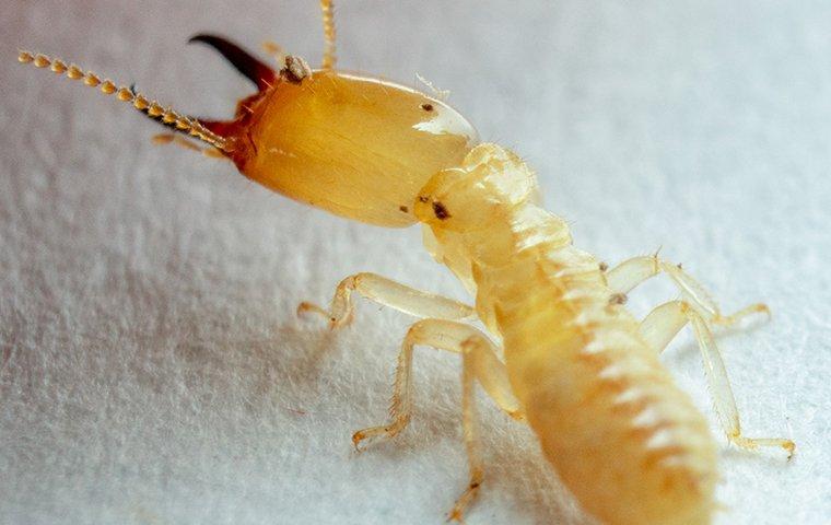close up of termite