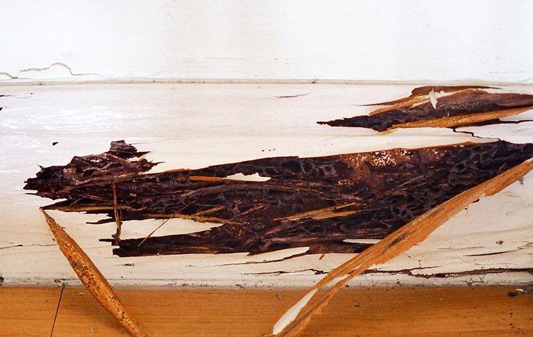 termite damamge on a wall in a home